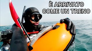 Pescasub E ARRIVATO COME UN TRENO  Spearfishing [upl. by Greenman]