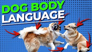 Learning to Understand Your Dogs Body Language With Doggy Dan [upl. by Annatnas]