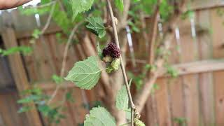 Mulberries Growing in South Florida [upl. by Amyaj]