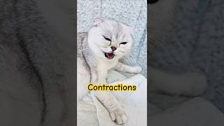 Cat Snizhynka has started having contractions We are expecting the birth of kittens cats cat [upl. by Roosnam78]