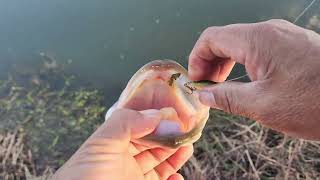 25 lb bass vs micro crankbait [upl. by Horick]