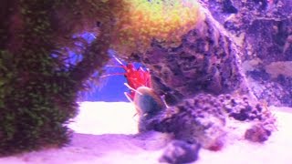 How to setup a 20 gallon reef tank Feeding Fire shrimp [upl. by Ayrb965]