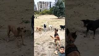 Belgian shepherd malinois dont back up when attacked Malinois attacked by stray dogs dog shorts [upl. by Uta]