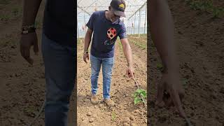 Greenhouse Farming of Habanero agribusiness greenhousefarming habanero [upl. by Yud]