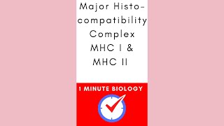 MHC I and MHC II Major Histocompatibility Complex biology microbiology immunology shorts [upl. by Anoirtac518]