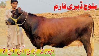 Baloch Dairy Farm  World Record Jersey Cow For Sale In Punjab Pakistan [upl. by Dix]