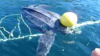 Giant Leatherback Sea Turtle Freed From Entanglement [upl. by Kcerred]