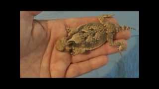 Desert Horned Lizard Rehab  Wichita Falls Reptile Rescue [upl. by Ahtilat]