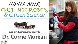 Turtle Ants Gut Microbes amp Citizen Science  Interview w Dr Corrie Moreau [upl. by Nicky434]