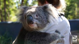 Emily the Koala needs a hug [upl. by Riti]