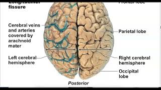 CNS Brain anatomy [upl. by Aicile90]