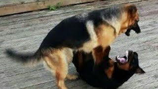 German Shepherd Vs Rottweiler  German shepherd Vs rottweiler real fight [upl. by Clance735]