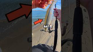 Live Bait Fishing fishingvideo livebaitfishing livebait [upl. by Keemahs565]