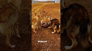 Two Dogs vs Aggressive pack of wolfs viral shorts [upl. by Tonjes]