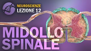 Midollo Spinale Sistema Nervoso Centrale  NEUROSCIENZE  lezione 12 [upl. by Kacy516]