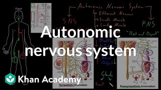 Autonomic nervous system  Organ Systems  MCAT  Khan Academy [upl. by Nilre488]