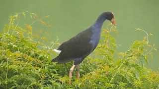 Purple Swamphen Call ！ [upl. by Bronk10]