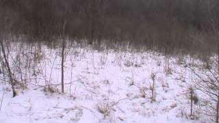 Rabbit hunting with beagles Buck amp Thorn Lances 6th bunny of the morning part 2 [upl. by Wickner128]