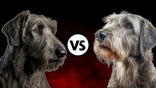 Irish Wolfhound☘️ 🆚 Scottish Deerhound🏴 A Detailed Comparison Which Breed Matches Your Lifestyle [upl. by Cosme531]