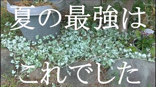 新しい花壇を作って芍薬を植える｜西2花壇の手入れ｜ディコンドラシルバーホール多用決定｜実家の庭｜９月下旬 [upl. by Aynad]