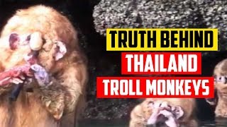 What Are They Thailand Troll Monkeys Explained [upl. by Shinberg]