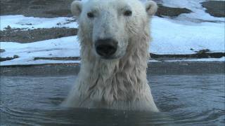 Polar Bear  Spy on the Ice Highlight Reel [upl. by Trakas]