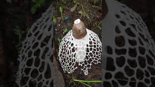 Bridal veil Stinkhorn Veiled lady mushroom Phallus indusiatus [upl. by Bowrah]