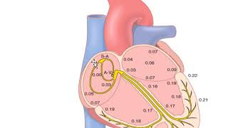 Rhythmical Excitation of the Heart By Dr Imran Aftab for 1st Year MBBS [upl. by Kort]