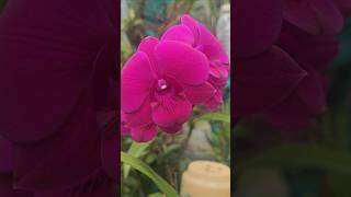 💓dendrobium youtubeshorts flower garden [upl. by Acinimod]