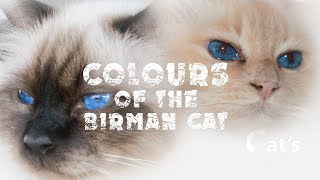 Colors of birman cats [upl. by Esiuole]