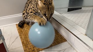 Serval Cat vs Balloon [upl. by Nnailuj90]