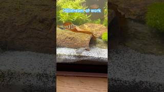 Hillstream Loach aquariumfish livefish tropicalaquarium [upl. by Squire]