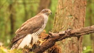 Goshawk screeming [upl. by Odraude]