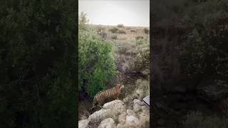 Two tiger attack deer shorts youtubeshorts wildlife animals trendingreels [upl. by Nadya]