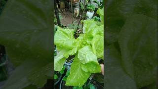 Wow Segarnya Selada Butterhead Setelah Diguyur Hujan trending garden farming gardeningplants [upl. by Kei167]