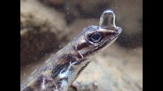 Anolis Lizards Rebreathing Underwater [upl. by Hartzell]