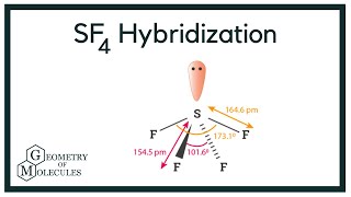 Hybridization of SF4 Sulphur Tetrafluoride [upl. by Guillermo]