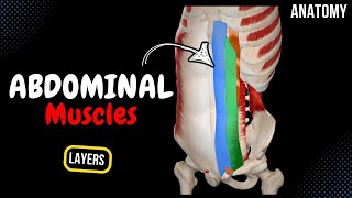 Muscles of the Abdomen Groups Origin Insertion Function [upl. by Studnia10]