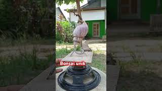 Bonsai unik keong racun [upl. by Anselmi]