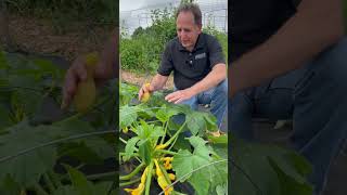 Pick Summer Squash to Keep Plants Productive [upl. by Etsirk859]