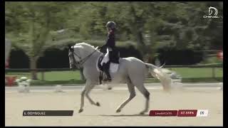 Grand Prix horse for sale Lusitano Golias [upl. by Wildee]