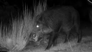 Gran jabalí Sus scrofa cruza frente a la cámara y nos enseña su enorme boca 542 [upl. by Fuchs]