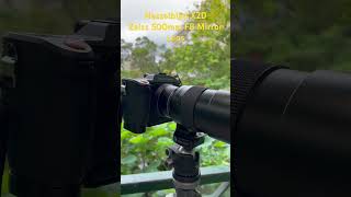 Hasselblad X2D Zeiss 500mm F8 mirror lens [upl. by Michelsen450]