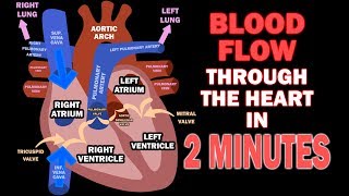 Blood Flow through the Heart in 2 MINUTES [upl. by Zuzana]