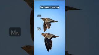 sandgrouse Together we can reach any height life birds haryana nature wildbirds love yts [upl. by Hbahsur790]