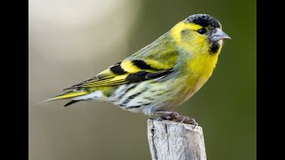 The Eurasian Siskin 1h bird sound [upl. by Nehgam]