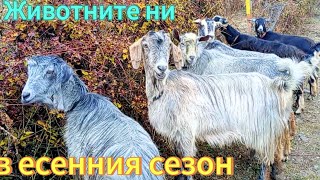 Животните ни през есенния сезон🐐🍂 [upl. by Alban]