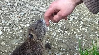 Apprivoiser un ragondin  Tame a coypu [upl. by Nidya]