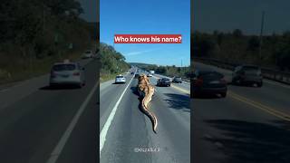 Strange monster appears on the highway monster short [upl. by Aryad]