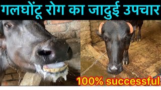 Hemorrhagic septicaemia l HSl गलघोंटू बीमारी का इलाज l dr umar khan [upl. by Hareehahs]